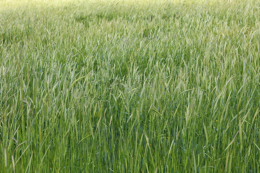 青草绿地和小麦未端颗粒的绿田在风天气中春季生长绿色草地和小麦背景模糊生活自由天际线图片
