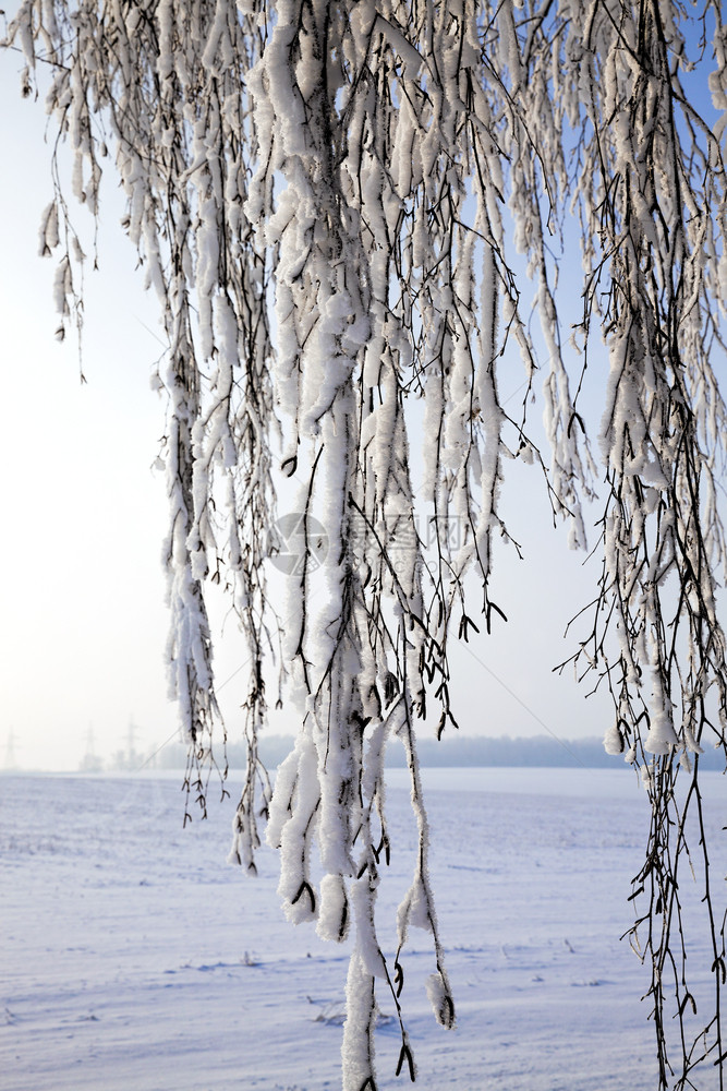 空气冬天雪覆盖了寒的树枝上到处都是白雪蓝天覆盖了秋冬的树丛圣诞节木头图片