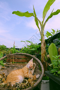 豪天猫咪越南胡志明市屋顶花园的香蕉树下躺在竹篮的小里黄色可爱猫图片