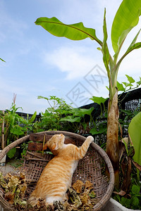 篮子竹宠物越南胡志明市屋顶花园的香蕉树下躺在竹篮的小里黄色可爱猫图片