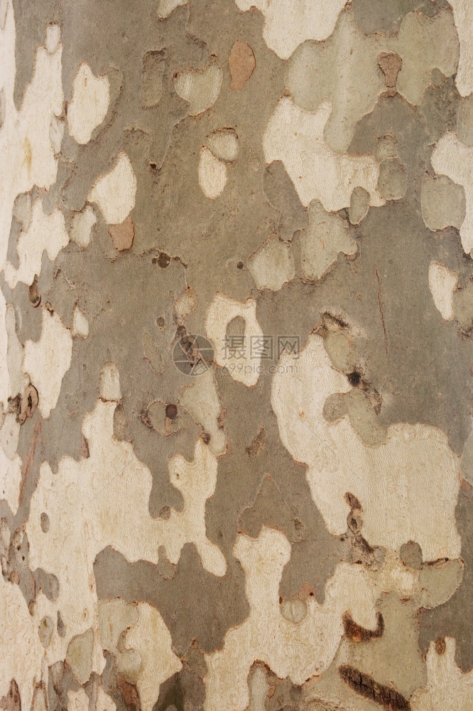 褪色纹身吊皮树背景拉力斯摄影日志图片