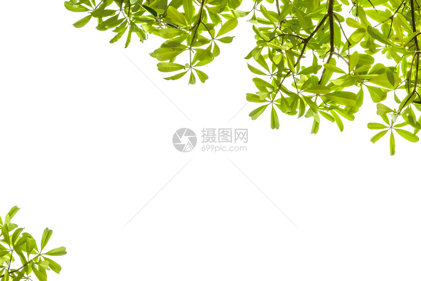 树叶白色背景的绿衬套颜色图片