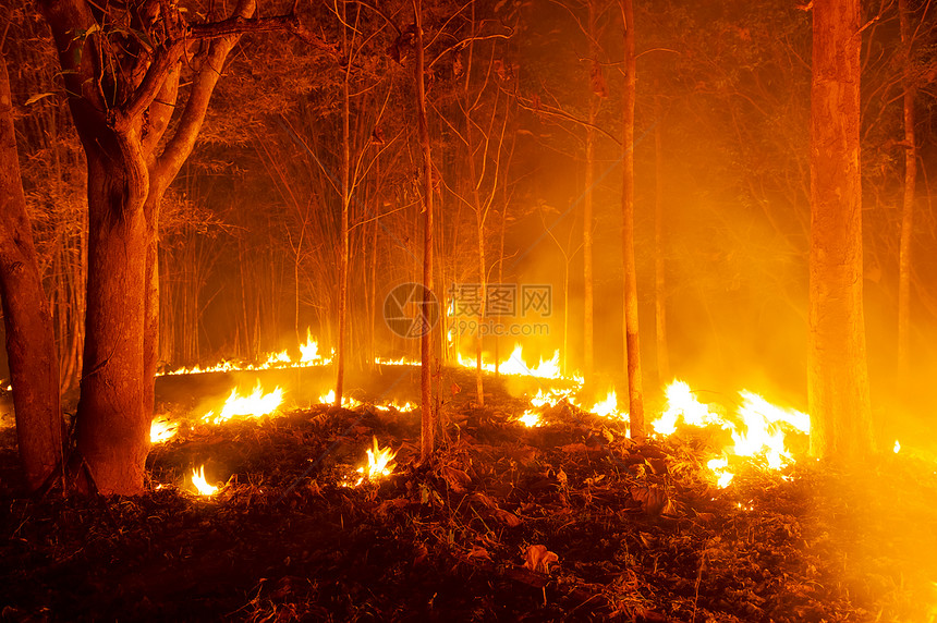 林火野烧树红色和橙夜间晚上在森林中燃烧北泰国森林火灾野衬套户外红色的图片