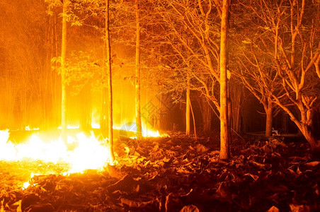 湖自然林火野烧树红色和橙夜间晚上在森林中燃烧北泰国森林火灾野业图片
