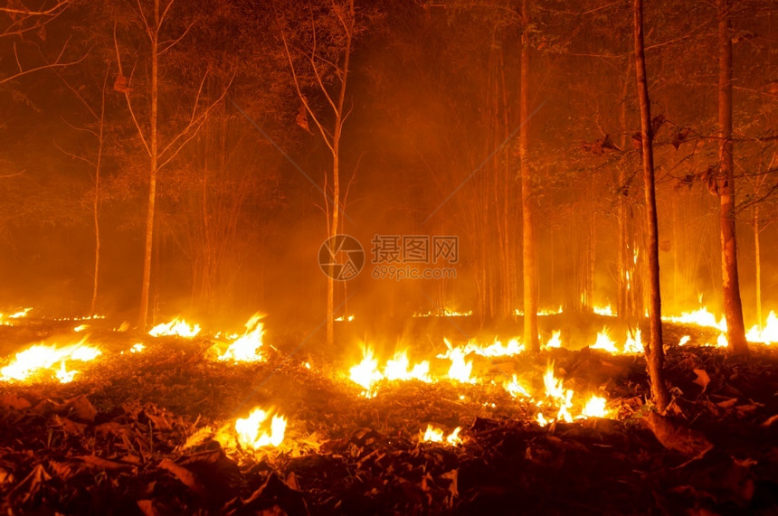 黑暗的夜晚林火野烧树红色和橙夜间晚上在森林中燃烧北泰国森林火灾野业图片