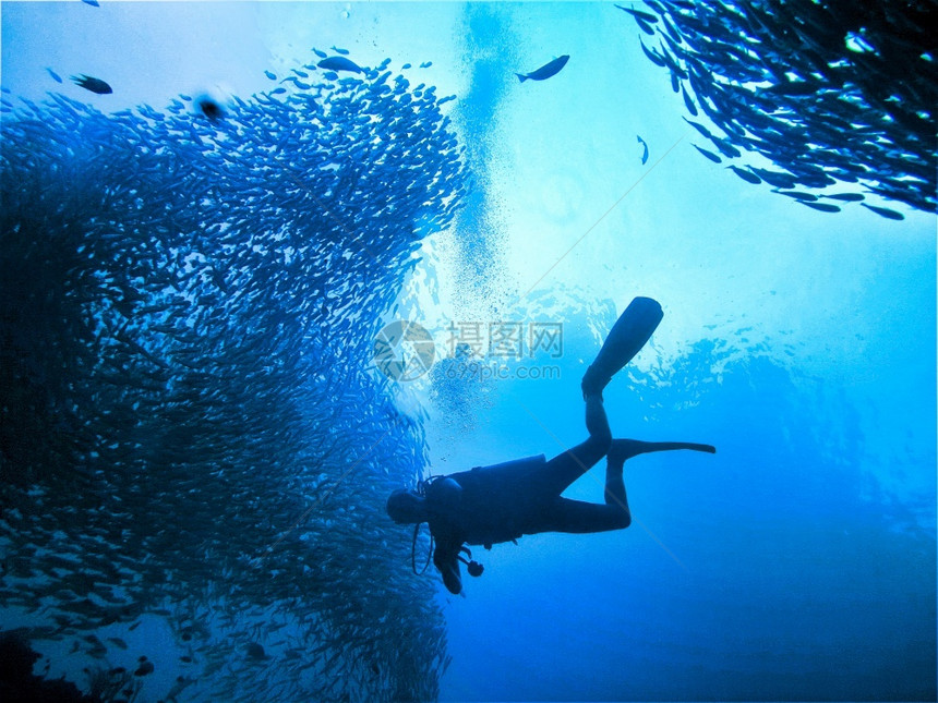 海滩洋一种光线下鱼和潜水员学校图片