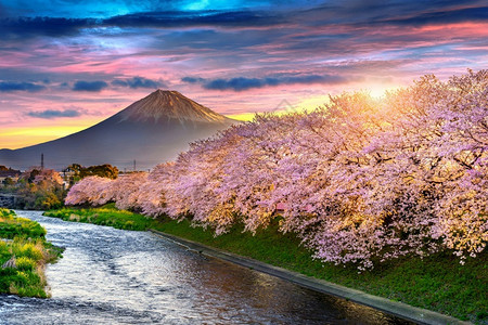 美丽的场景粉色日出时春樱花和藤山日本静冈图片
