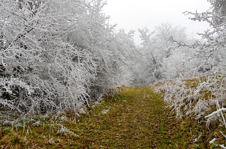 成熟多雾路段浪漫的冬季风景户外图片