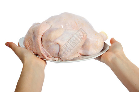 厨师农场放一只手握在白色背景上的盘子生母鸡图片
