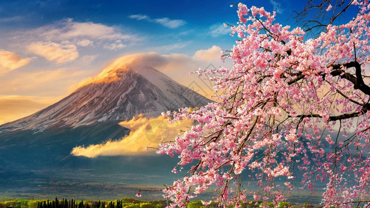 湖季节日本春天的藤山和樱花春桃图片