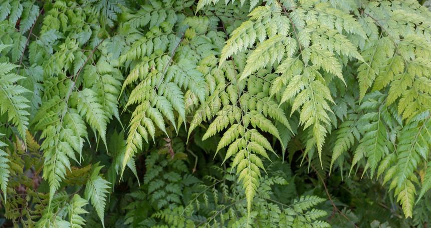 景观草在雨林中自然生长的幼兽苔藓图片