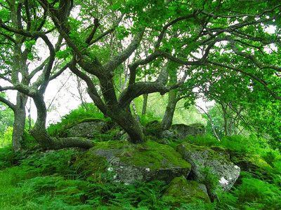 场景公园树干绿在有苔的岩石上图片