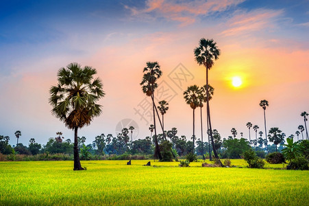 日落时甘糖棕榈和稻田景观乡村的春天高图片