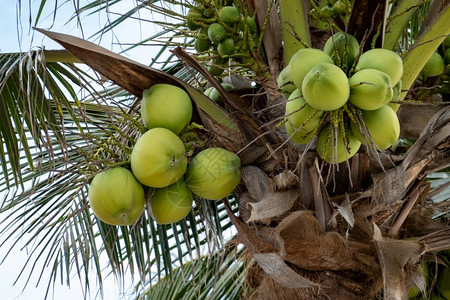 可口渴清爽棕榈树椰子成熟在棕榈树上图片