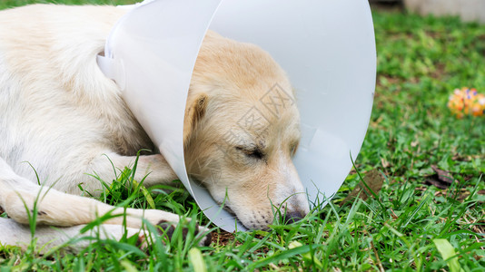 宠物一种穿死狗戴着漏斗项圈躺在草地上高清图片
