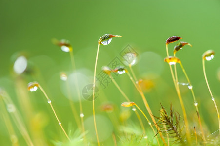 水色补丁叶子雨滴高清图片