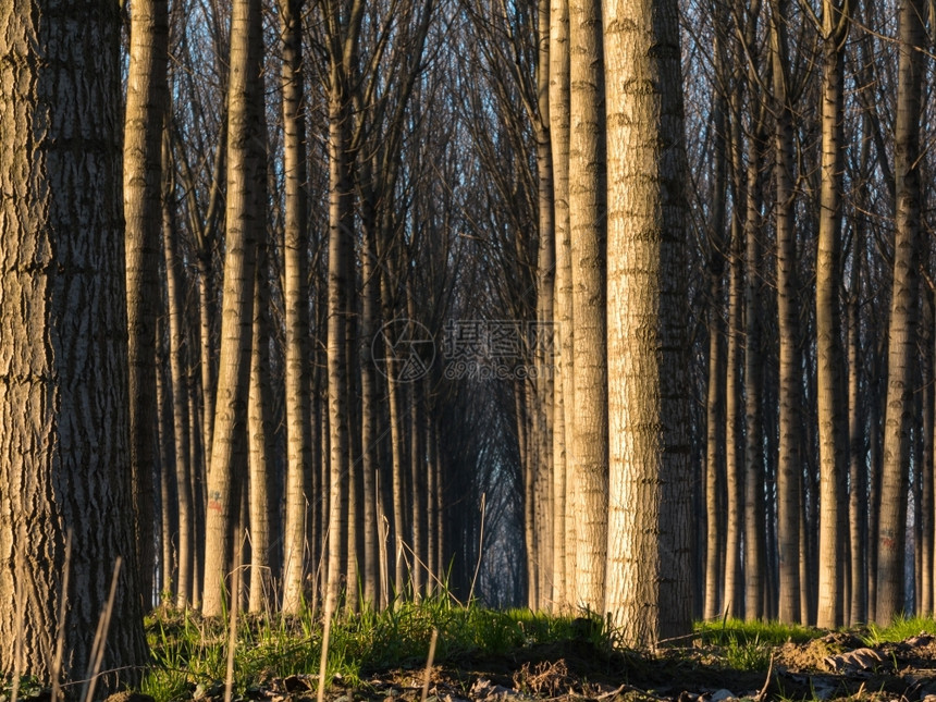 木材林中树线宁静的风景农村分支图片
