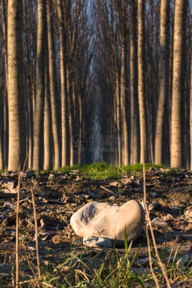松树林中木线宁静的风景农村神秘图片