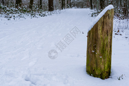 走远足季节雪下覆盖的老旧风化木杆冬季森林图片