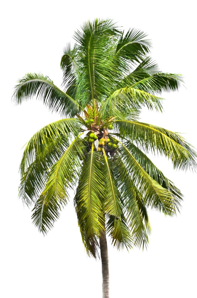 木头季节强大的白色背景树椰子图片