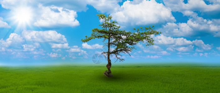 新鲜的夏天清除在蓝空和云底的肥沃土壤上单树背景图片