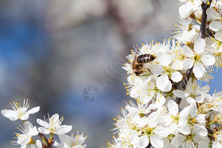 花园季节白色的蜜蜂从花朵中收集粉春天大自然蜜蜂从白花中收集蜜图片