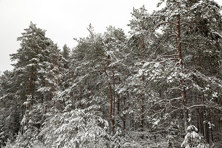 冷冻自然木头森林中松树在冬季雨雪覆盖的松树林图片