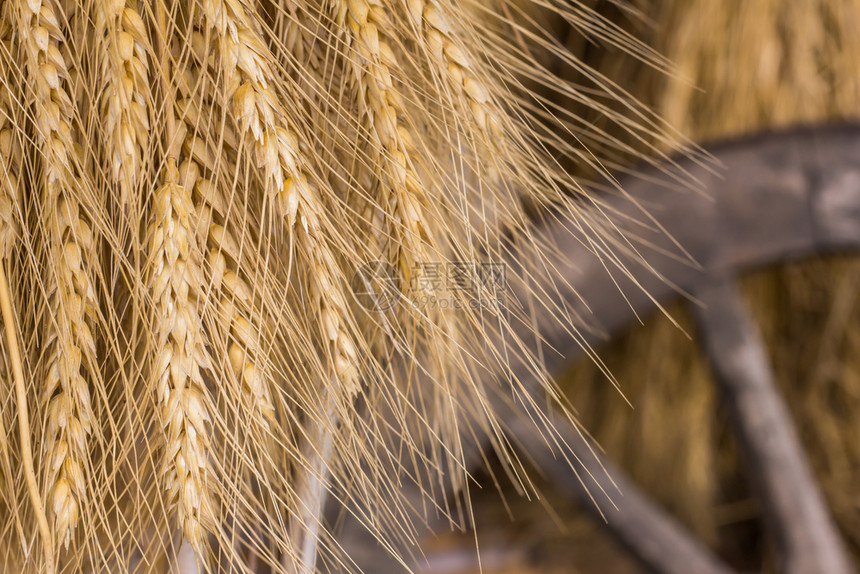 农场金的泰农村民在田间被稻人吊死图片