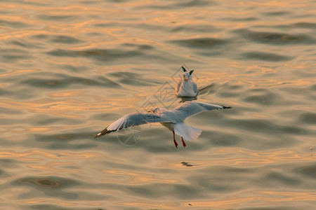 景观海鸟鸥飞过面传播图片