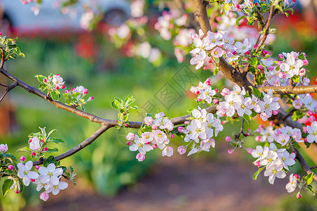 美丽的蕊乡村花园中苹果树开芽的特写春天日落时苹果园开花带有文本位置的模糊背景花园中苹果树开芽特写春天日落苹果园开花图片