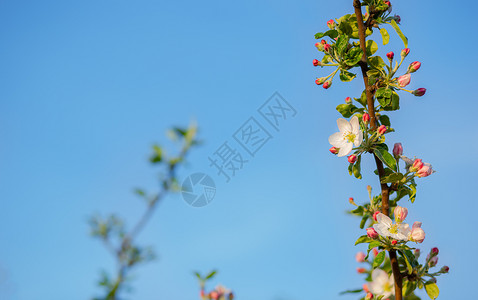 花园中苹果树开芽的特写春天日落时苹果园开花带有文本位置的模糊背景花园中苹果树开芽特写春天日落苹果园开花阳光季节蕊图片