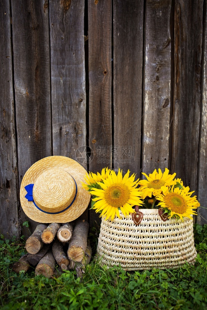 秋天柴原木帽子草袋里的一束向日葵站在木屋附近原草袋里的一束向日葵站在木屋附近稻草图片