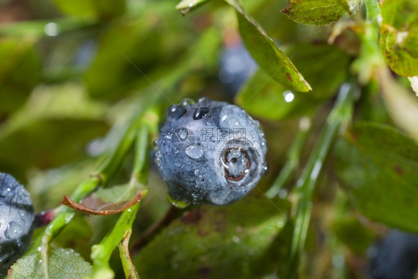 蓝莓在阳光下的密码板线后滴水蓝莓在雨后的浆果上滴水维他命分支美味的图片