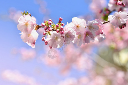 美丽的鲜花树大自然的景象阳光在中闪耀春花月时背景模糊太阳晴天日本图片
