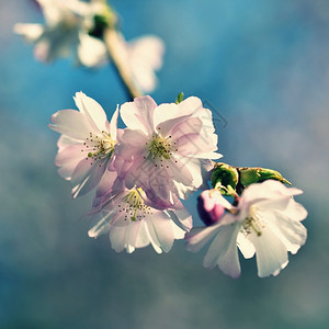 晴天美丽的鲜花树大自然的景象阳光在中闪耀春花月时背景模糊植物季节图片