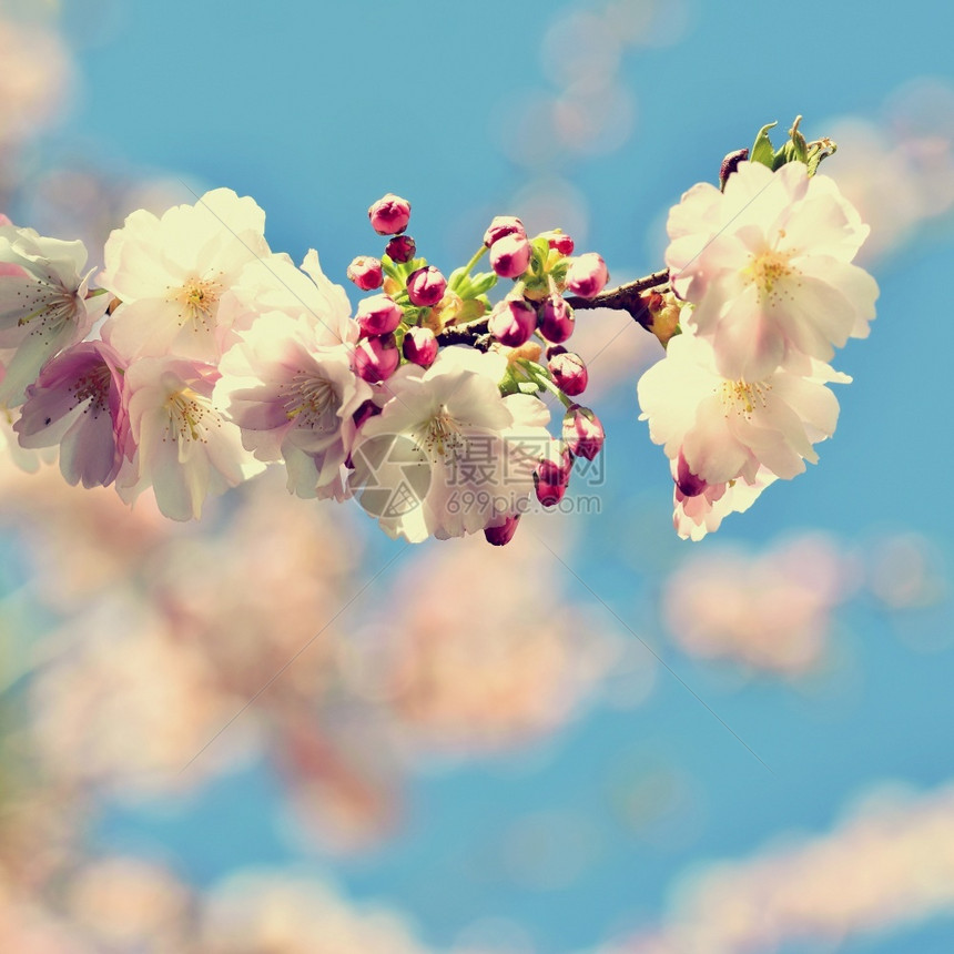 日本美丽的鲜花树大自然的景象阳光在中闪耀春花月时背景模糊散风图片