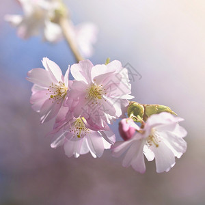 春天美丽的鲜花树大自然的景象阳光在中闪耀春花月时背景模糊假期健康图片