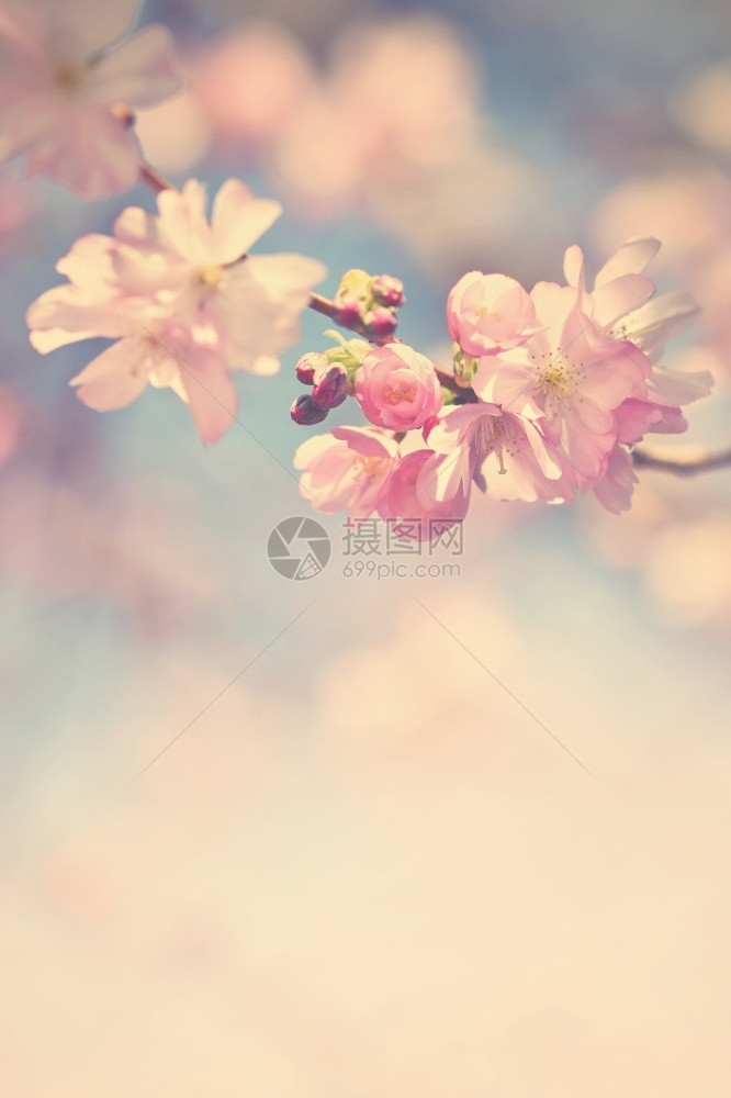 园艺美丽的鲜花树大自然的景象阳光在中闪耀春花月时背景模糊生长行进图片