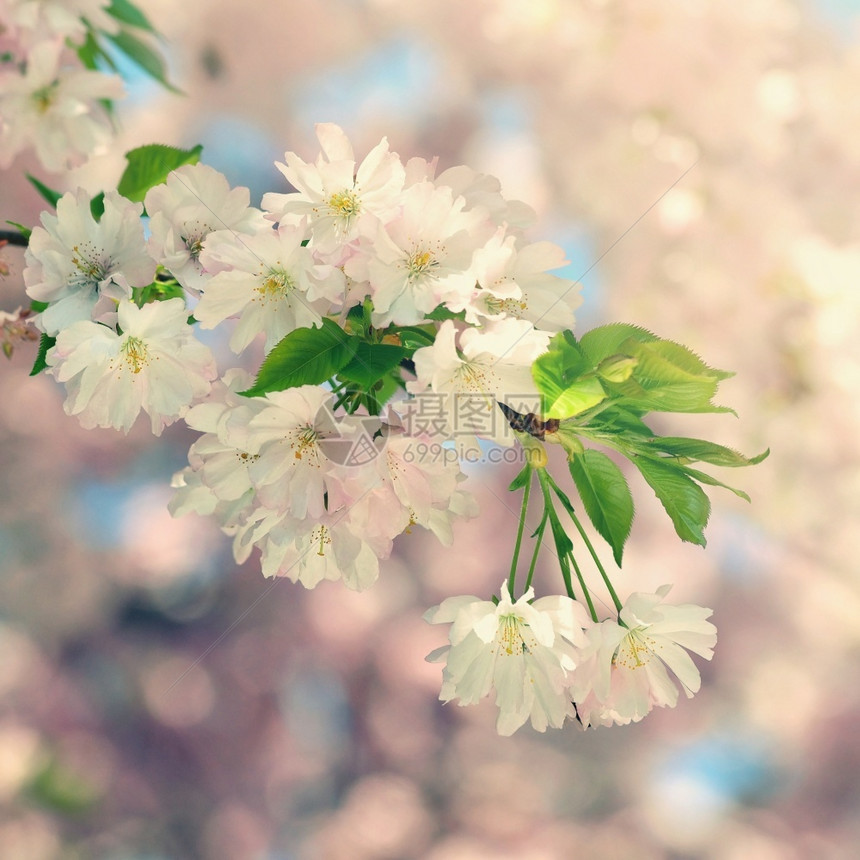 分支花园美丽的鲜树大自然的景象阳光在中闪耀春花月时背景模糊果园图片