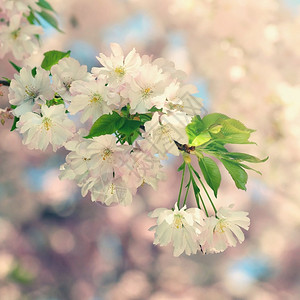 春天景象分支花园美丽的鲜树大自然的景象阳光在中闪耀春花月时背景模糊果园背景