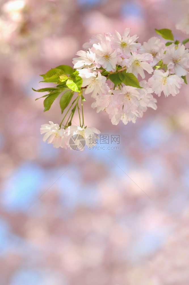美丽的鲜花树大自然的景象阳光在中闪耀春花月时背景模糊季节光白色的图片