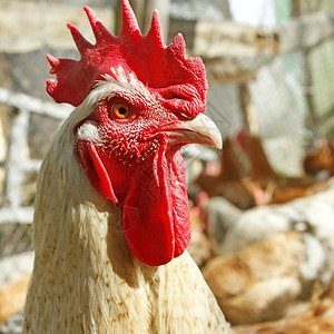勇敢看鸡舍在阳光明亮的日下在家禽院子里对一个成年黄公鸡的肖像图片