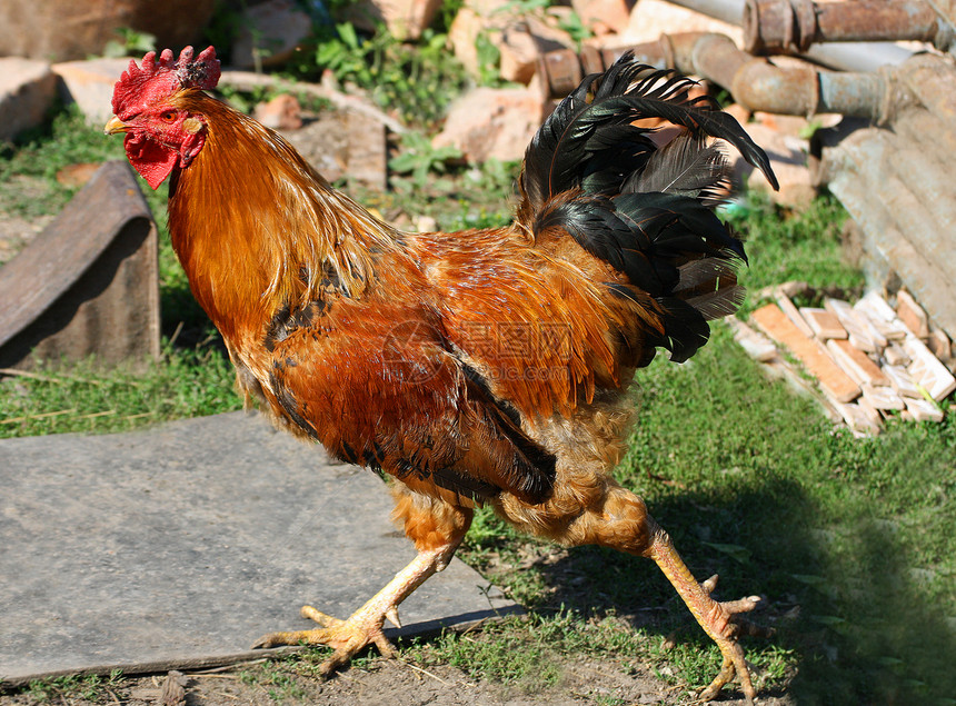 荒野膜大公鸡有红色梳子和多彩羽毛穿过农场院子笔图片