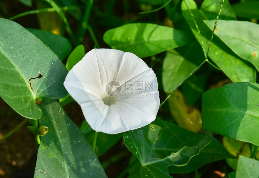 牵牛花早晨天堂户外图片