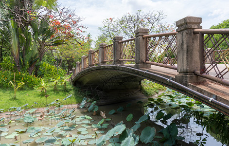 自然与铁轨连接的混凝土大桥在城市公园的莲花池上夏天阴影图片