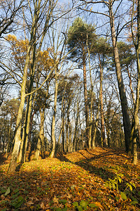 桌子枫天空秋阳光晴朗的气在一片山坡森林中落下树叶图片