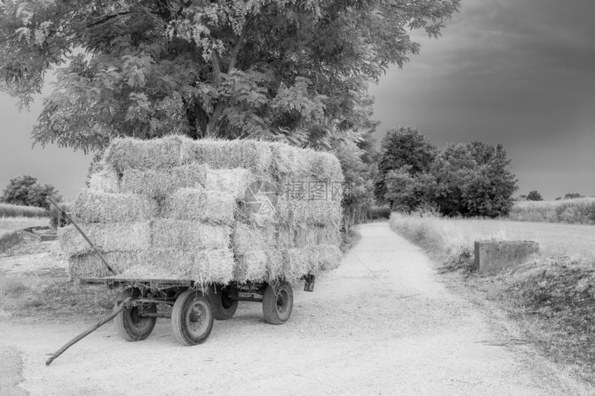 粮食堆叠的肥料在黑色和白的公路上左侧堆积着干草包的农车图片