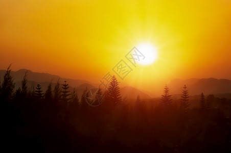 谷薄雾黎明剪影山和松树林的日落场景观图片