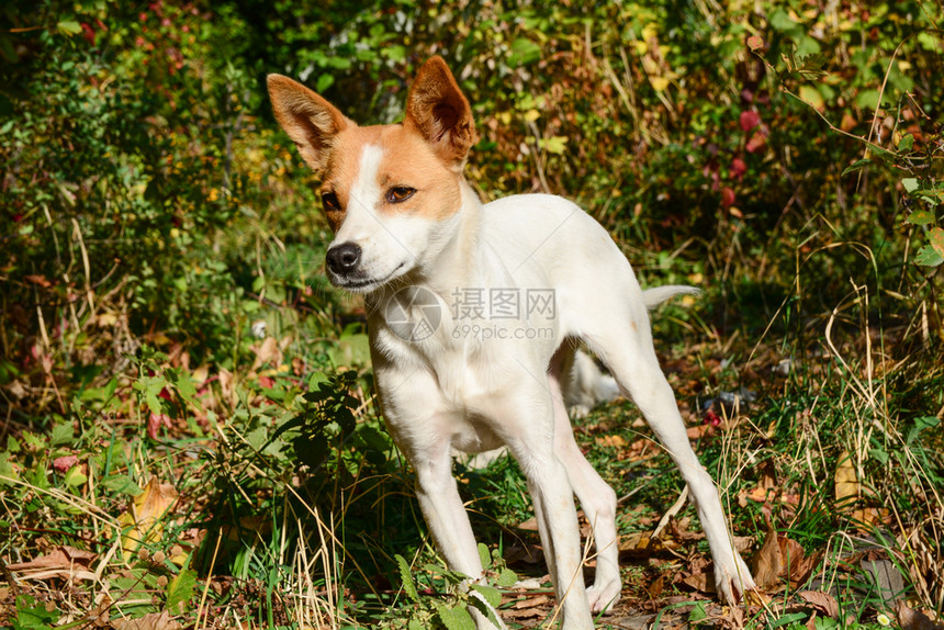 阳光明媚的夏日在户外草地上快乐而活跃的白色和棕狗可爱的动物系列照片在户外草地上快乐而活跃的白色和棕狗有趣的犬类关心图片