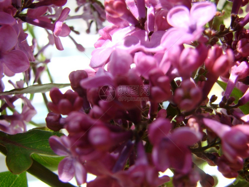 紫丁香花的分枝西林加粗俗的百合花本底蓝色天空的紫丁香花宏观分枝西林加粗俗的花朵衬套植物学图片